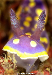 yellow-pink nudi by Oscar Miralpeix 